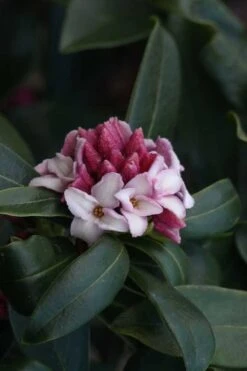 Zuiko Nishiki Winter Daphne Odora - 1 Gallon Pot -Botanica Tree Store Daphne Odora Zuiko Nishiki 6