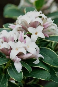 Summer Ice Daphne - 1 Gallon Pot