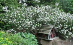 Summer Ice Daphne - 5 Gallon Pot 8 Summer Ice Daphne - 5 Gallon Pot -Botanica Tree Store Daphne Summer Ice 4 1