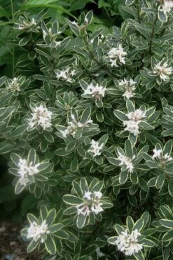 Summer Ice Daphne - 1 Gallon Pot -Botanica Tree Store Daphne Summer Ice 6