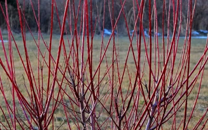 Flamingo Dappled Willow (Shrub Form) - 1 Gallon Pot 6 Flamingo Dappled Willow (Shrub Form) - 1 Gallon Pot - Image 6