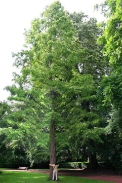 Dawn Redwood Tree (Metasequoia Glyptostroboides) - 1 Gallon Pot -Botanica Tree Store Dawn Redwood 1 1