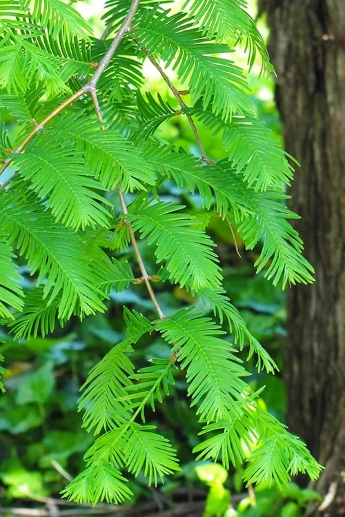 Dawn Redwood Tree - Metasequoia Glyptostroboides - 5 Gallon Pot 4 Dawn Redwood Tree - Metasequoia Glyptostroboides - 5 Gallon Pot - Image 4