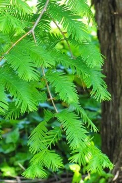 Dawn Redwood Tree (Metasequoia Glyptostroboides) - 3 Gallon Pot -Botanica Tree Store Dawn Redwood 2
