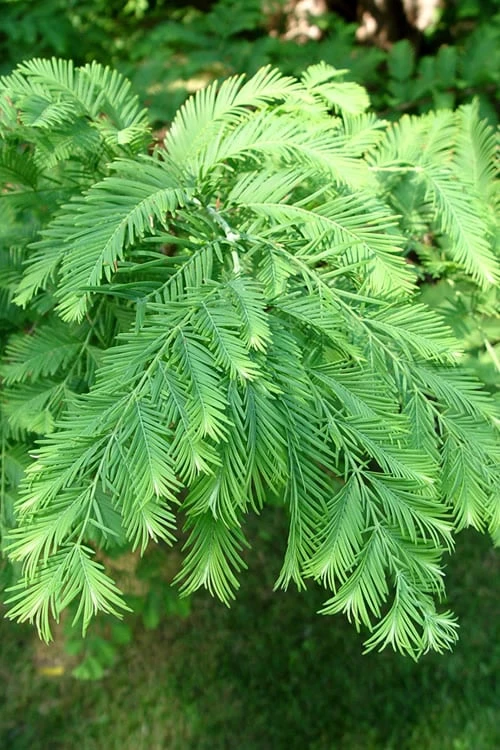 Dawn Redwood Tree - Metasequoia Glyptostroboides - 5 Gallon Pot 7 Dawn Redwood Tree - Metasequoia Glyptostroboides - 5 Gallon Pot - Image 7