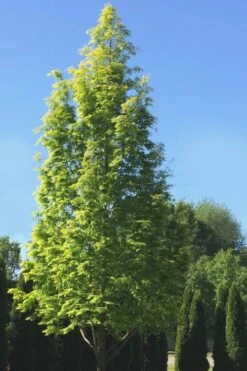 Dawn Redwood Tree (Metasequoia Glyptostroboides) - 1 Gallon Pot -Botanica Tree Store Dawn Redwood 5 1