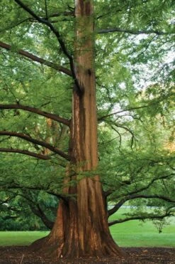 Dawn Redwood Tree (Metasequoia Glyptostroboides) - 1 Gallon Pot -Botanica Tree Store Dawn Redwood 6 1