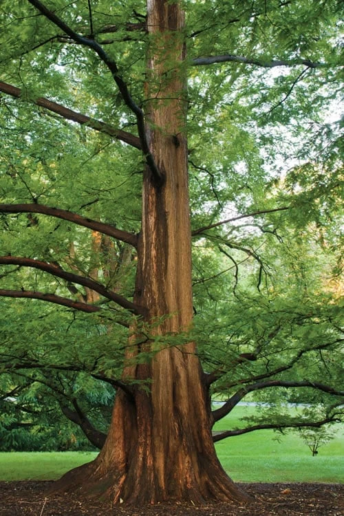 Dawn Redwood Tree - Metasequoia Glyptostroboides - 5 Gallon Pot 6 Dawn Redwood Tree - Metasequoia Glyptostroboides - 5 Gallon Pot - Image 6