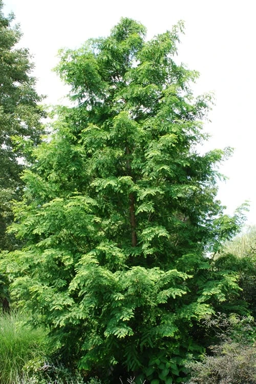 Dawn Redwood Tree - Metasequoia Glyptostroboides - 5 Gallon Pot 1 Dawn Redwood Tree - Metasequoia Glyptostroboides - 5 Gallon Pot