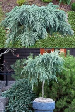 Feelin Blue Deodar Cedar (Single Trunk Tree Form) - 1 Gallon Pot -Botanica Tree Store Deodar Cedar Feelin Blue 500x750 1