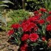Super Trouper Velvet Red Dianthus - 2 Pack Of Quart Pots