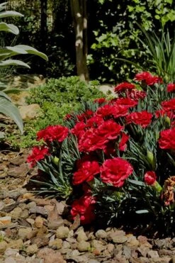 Super Trouper Velvet Red Dianthus (Carnation) - 10 Pack Of Quart Pots -Botanica Tree Store Dianthus Super Trouper Velvet Red 1 2