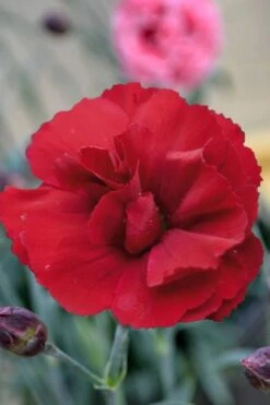 Super Trouper Velvet Red Dianthus - 2 Pack Of Quart Pots -Botanica Tree Store Dianthus Super Trouper Velvet Red 2
