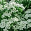 Blue Ray White Chinese Dogwood - Cornus Kousa - 5 Gallon Pot