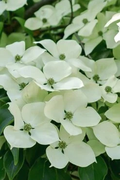 Blue Ray White Chinese Dogwood - Cornus Kousa - 5 Gallon Pot -Botanica Tree Store Dogwood Blue Ray 16