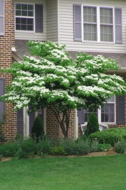Blue Ray White Chinese Dogwood - Cornus Kousa - 5 Gallon Pot -Botanica Tree Store Dogwood Blue Ray 4