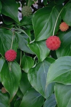Blue Ray White Chinese Dogwood - Cornus Kousa - 5 Gallon Pot -Botanica Tree Store Dogwood Blue Ray 6