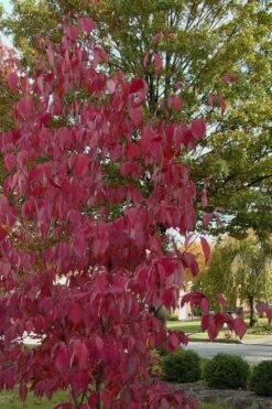 Blue Ray White Chinese Dogwood - Cornus Kousa - 5 Gallon Pot -Botanica Tree Store Dogwood Blue Ray 7