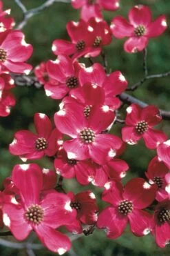 Cherokee Brave Red Dogwood Tree - Cornus Florida - 3 Gallon Pot
