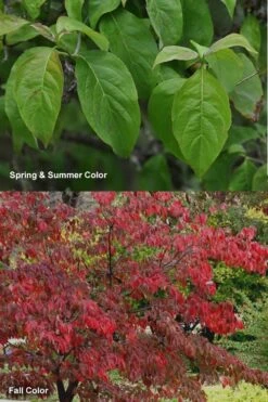 Cherokee Brave Red Dogwood Tree - Cornus Florida - 3 Gallon Pot -Botanica Tree Store Dogwood Cherokee Chief 7