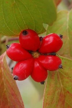 Cherokee Brave Red Dogwood Tree - Cornus Florida - 3 Gallon Pot -Botanica Tree Store Dogwood Cherokee Chief 8