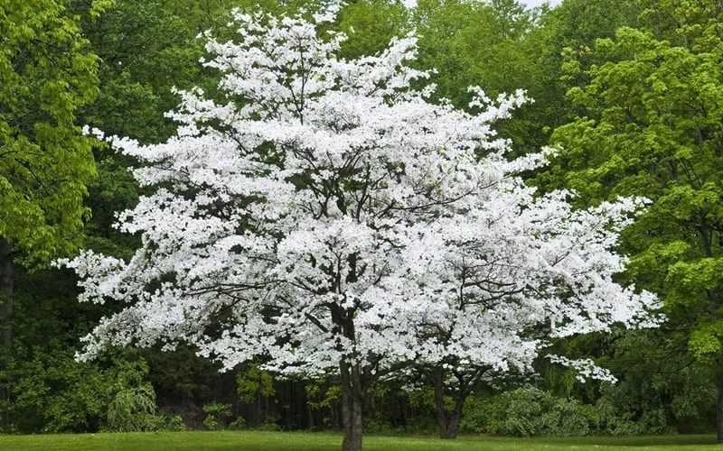 Jean's Appalachian Snow White Dogwood Tree - 5 Gallon Pot 5 Jean's Appalachian Snow White Dogwood Tree - 5 Gallon Pot - Image 5