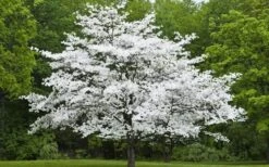 Cherokee Princess White Dogwood - 7 Gallon Pot (4-5') -Botanica Tree Store Dogwood Cherokee Princess 50