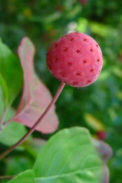 Pink Chinese Dogwood - Cornus Kousa 'Satomi' - 3 Gallon Pot -Botanica Tree Store Dogwood Chinese Pink Satomi 5