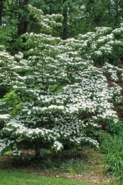 White Kousa Chinese Dogwood - Cornus Kousa - 2 Gallon Pot -Botanica Tree Store Dogwood Chinese White 12
