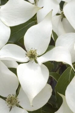 White Kousa Chinese Dogwood - Cornus Kousa - 2 Gallon Pot -Botanica Tree Store Dogwood Chinese White 15
