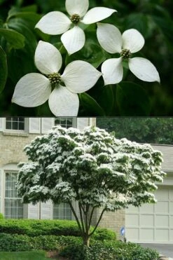 White Kousa Chinese Dogwood - Cornus Kousa - 2 Gallon Pot -Botanica Tree Store Dogwood Chinese White 2 500x750 1
