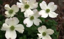 Cherokee Princess White Dogwood - 7 Gallon Pot (4-5') -Botanica Tree Store Dogwood Chrokee Princess Flowers