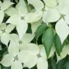 Greensleeves Dogwood (Cornus Kousa) - 1 Gallon Pot