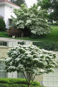 Greensleeves Dogwood (Cornus Kousa) - 1 Gallon Pot -Botanica Tree Store Dogwood GreenSleeves 14