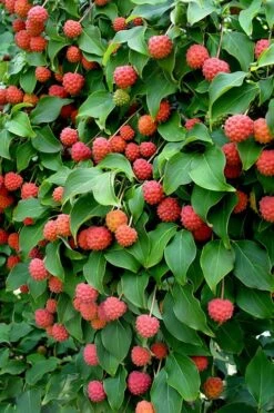 Greensleeves Dogwood (Cornus Kousa) - 1 Gallon Pot -Botanica Tree Store Dogwood GreenSleeves Berries 10