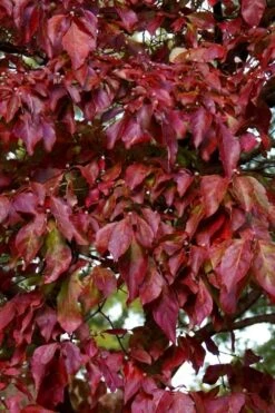 Greensleeves Dogwood - Cornus Kousa - 5 Gallon Pot -Botanica Tree Store Dogwood GreenSleeves Leaves 10 1