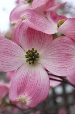 Pink Dogwood Tree (Cornus Florida 'Rubra) - 2 Gallon Pot