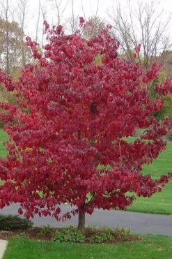 Pink Dogwood Tree (Cornus Florida 'Rubra') - 5 Gallon Pot -Botanica Tree Store Dogwood Pink 12