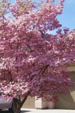 Pink Dogwood Tree (Cornus Florida 'Rubra) - 2 Gallon Pot -Botanica Tree Store Dogwood Pink 13 1