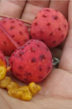 Scarlet Fire Dogwood - Cornus Kousa - 5 Gallon Pot -Botanica Tree Store Dogwood Scarlet Fire 10 1