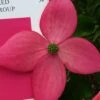 Scarlet Fire Dogwood - Cornus Kousa - 5 Gallon Pot