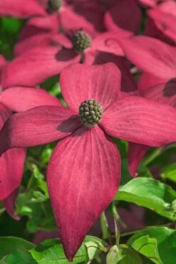 Scarlet Fire Dogwood - Cornus Kousa - 5 Gallon Pot -Botanica Tree Store Dogwood Scarlet Fire 13 1