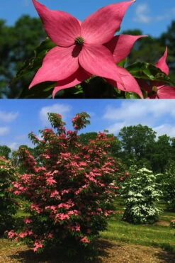 Scarlet Fire Dogwood - Cornus Kousa - 7 Gallon Pot (5-6') 13 Scarlet Fire Dogwood - Cornus Kousa - 7 Gallon Pot (5-6') -Botanica Tree Store Dogwood Scarlet Fire 4