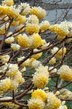 Edgeworthia Chrysantha - Paper Bush - 5 Gallon Pot -Botanica Tree Store Edgeworthia 4 500x700 2