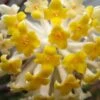 Winter Gold Edgeworthia Chrysantha (Paper Bush) - 1 Gallon Pot