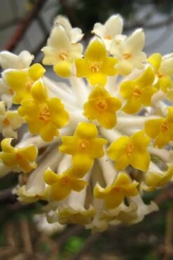 Edgeworthia Chrysantha - Paper Bush - 3 Gallon -Botanica Tree Store Edgeworthia BS