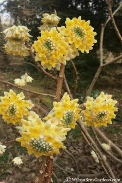 Edgeworthia Chrysantha - Paper Bush - 3 Gallon -Botanica Tree Store Edgeworthia Chrysantha 200