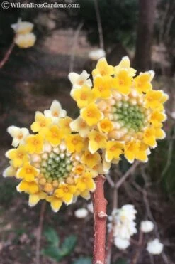 Edgeworthia Chrysantha - Paper Bush - 3 Gallon -Botanica Tree Store Edgeworthia Chrysantha 202