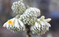 Edgeworthia Chrysantha - Paper Bush - 5 Gallon Pot -Botanica Tree Store Edgeworthia Flower Buds 1
