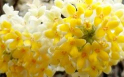 Winter Gold Edgeworthia Chrysantha (Paper Bush) - 1 Gallon Pot -Botanica Tree Store Edgeworthia Flower Closeup